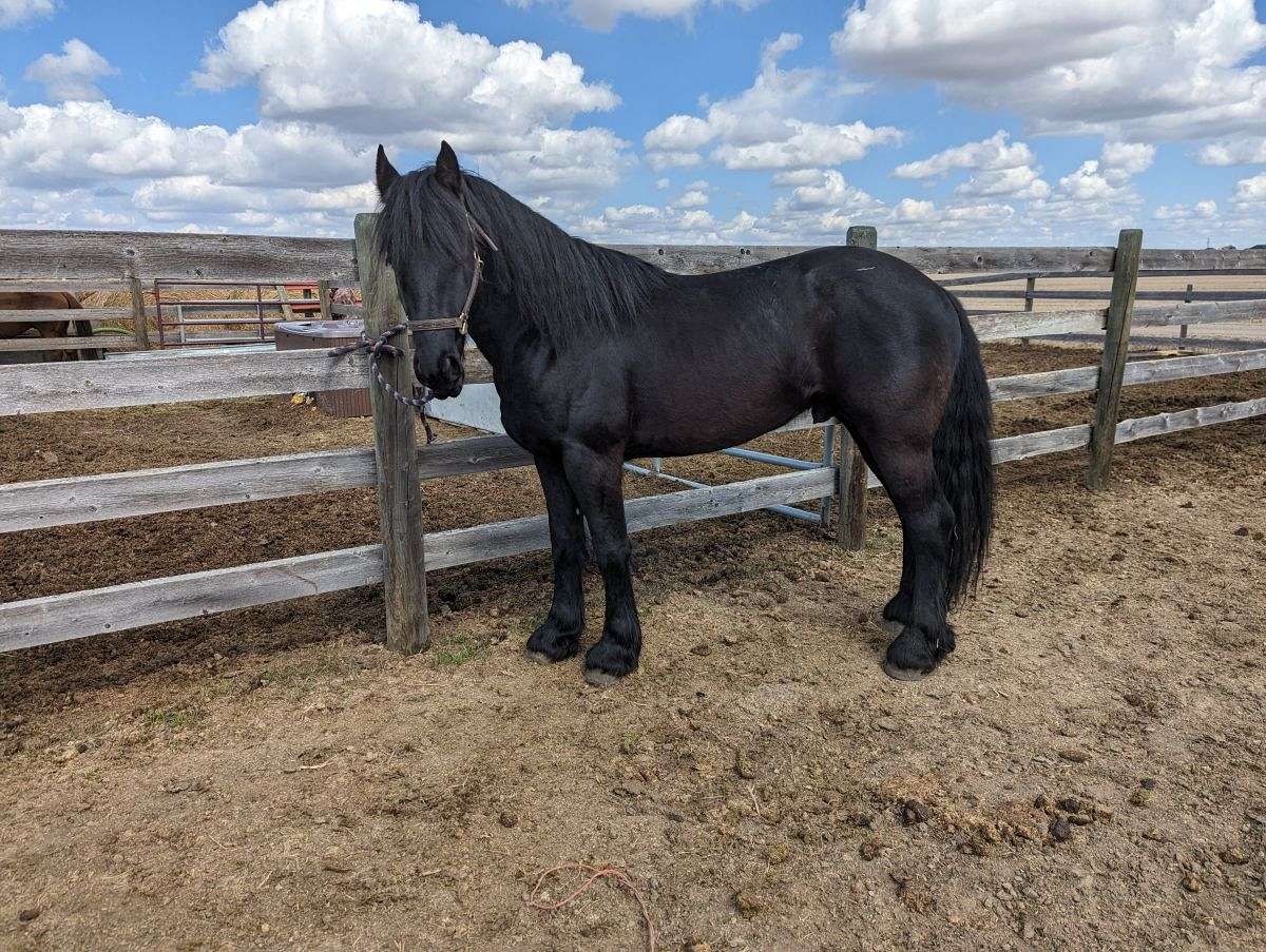 CTR Ranch on EquineNow