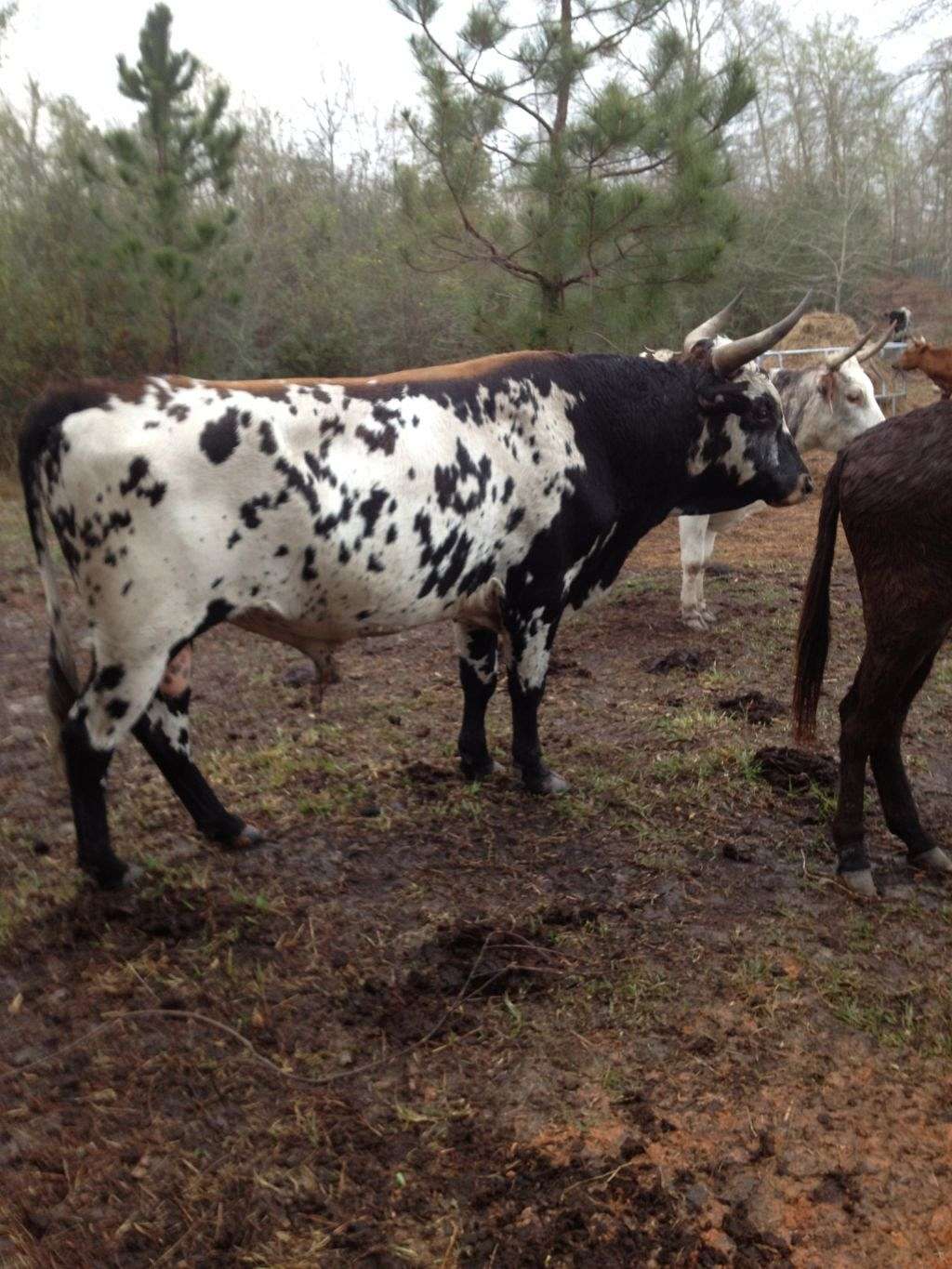 Rocking H Bar Ranch on EquineNow