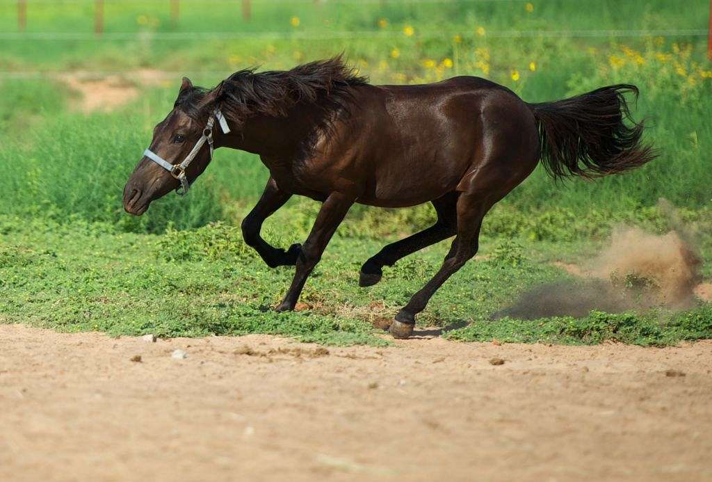 White Horse Ranch and Foundation on EquineNow