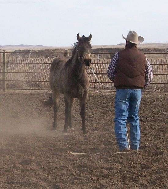 Gentle horse solutions on EquineNow