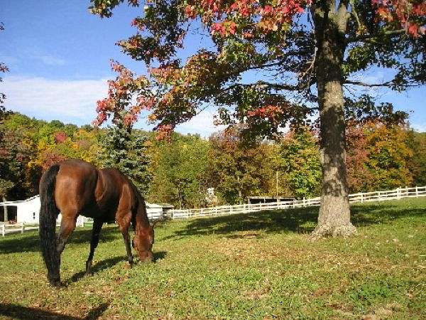 Creekside Stables Inc. on EquineNow