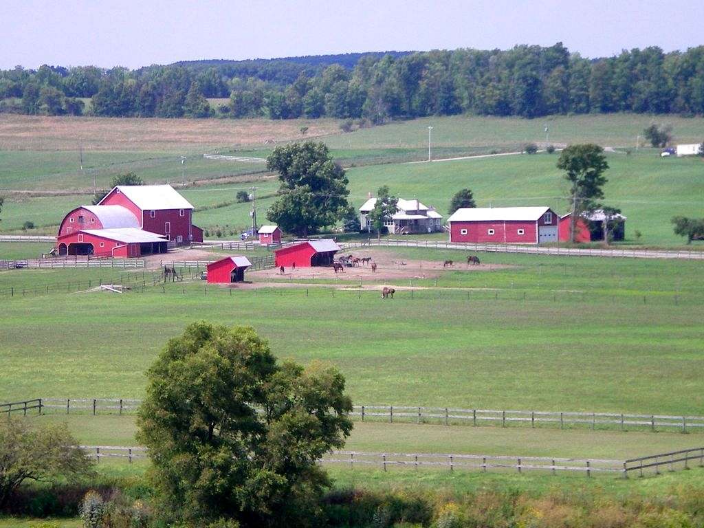 Meadow View Thoroughbreds LLC on EquineNow