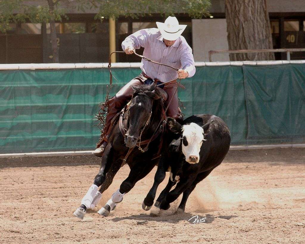 Watrous Valley Ranch Ltd on EquineNow