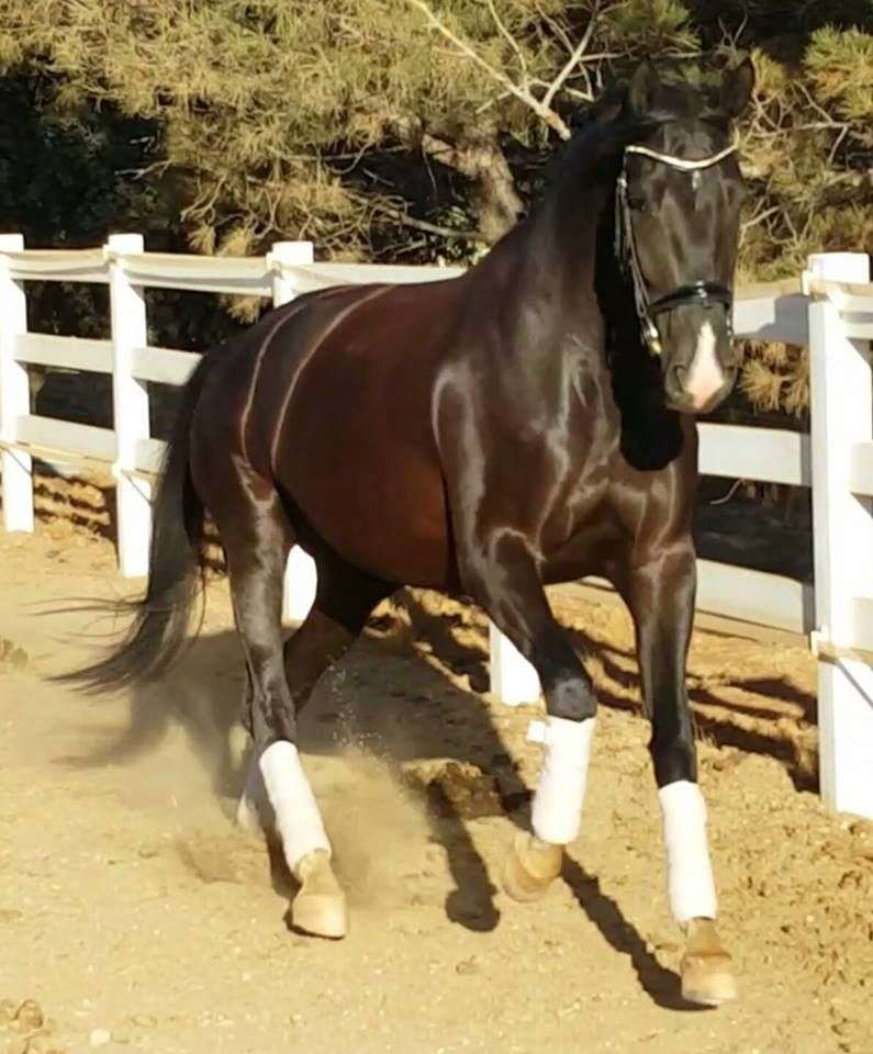 Fresh Start Sport Horses On Equinenow