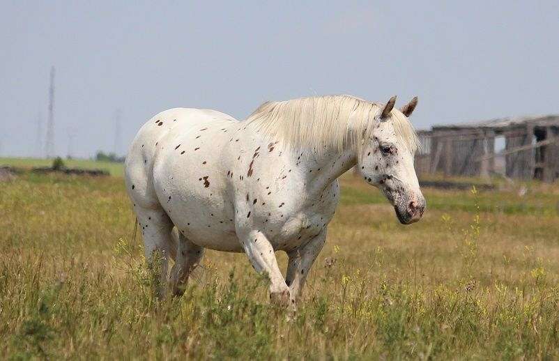 Country Hills Cow Horses on EquineNow