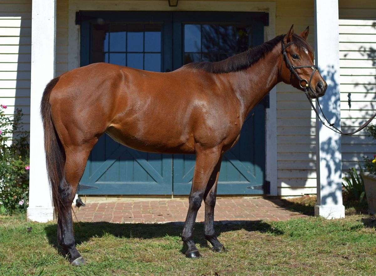 Blue Bloods Thoroughbred Adoption and Placement on EquineNow