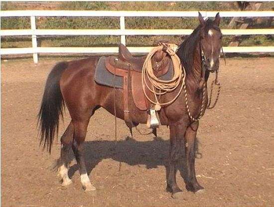 lovely female mustang horse for adoption. on EquineNow