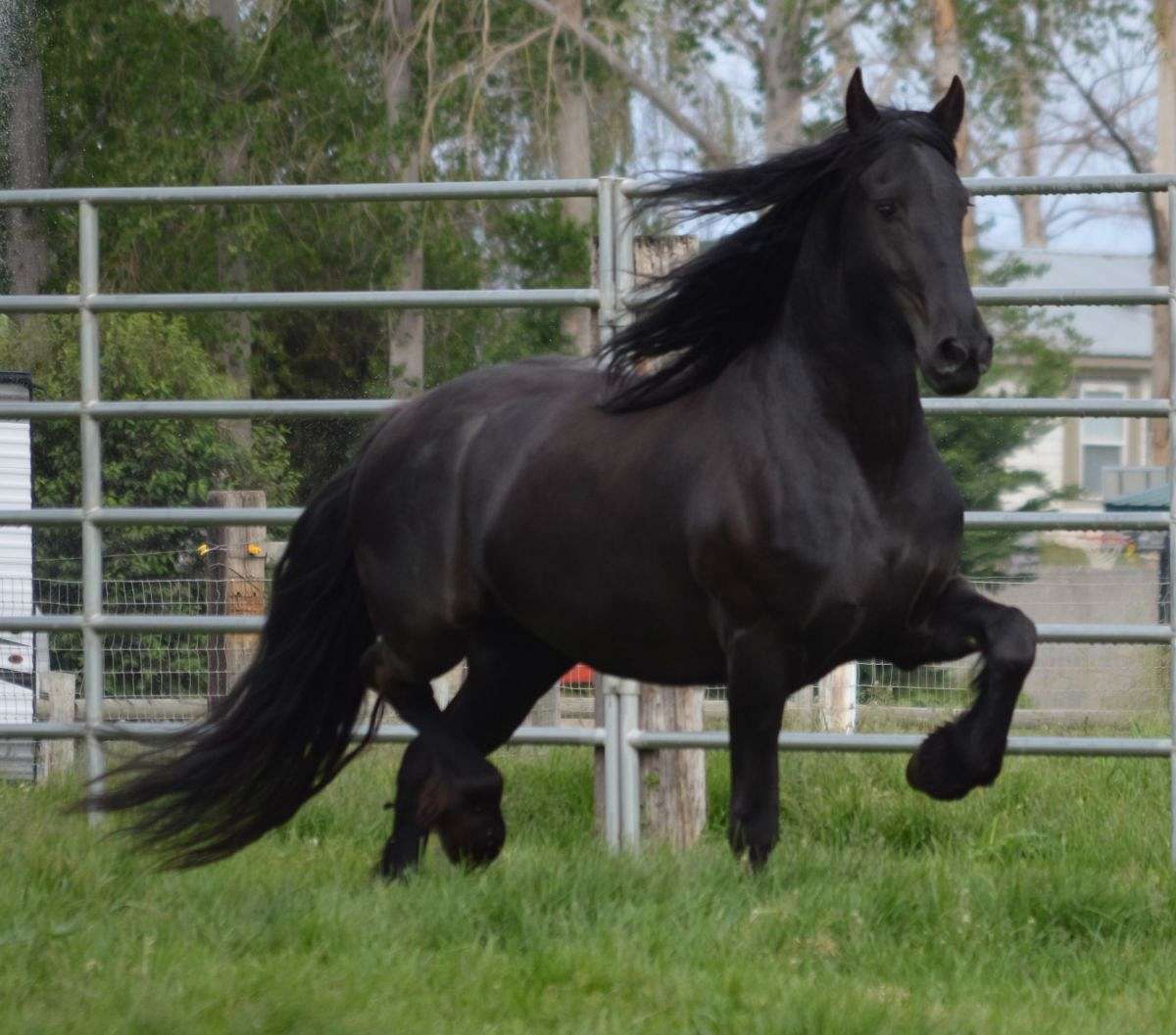 Badger Canyon Friesians and Barock Pintos on EquineNow