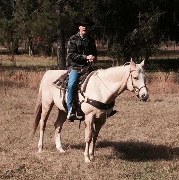 Dan Post Quarter Horses on EquineNow