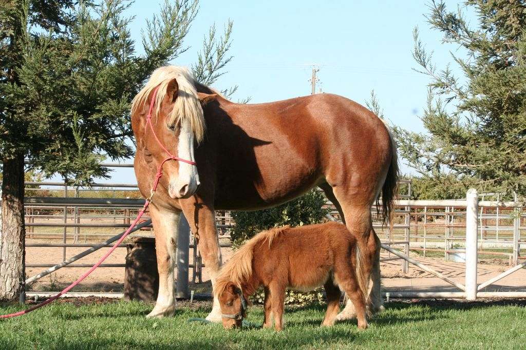 Oakdale Equine Rescue on EquineNow