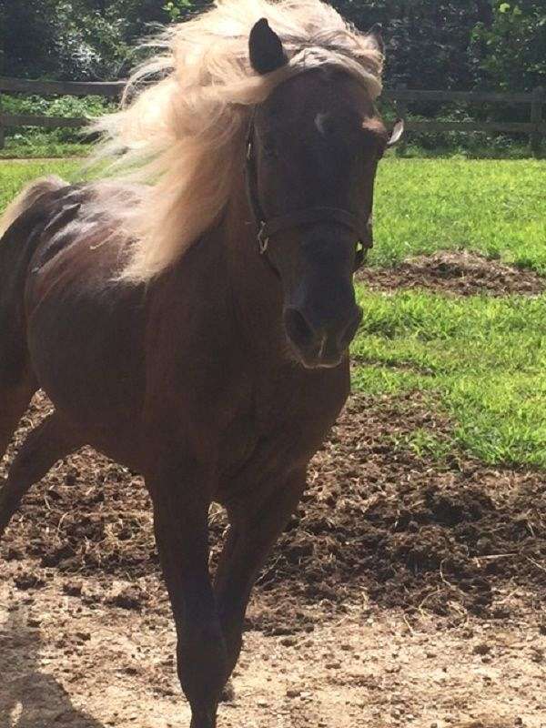 KY Trail Horse Finders on EquineNow