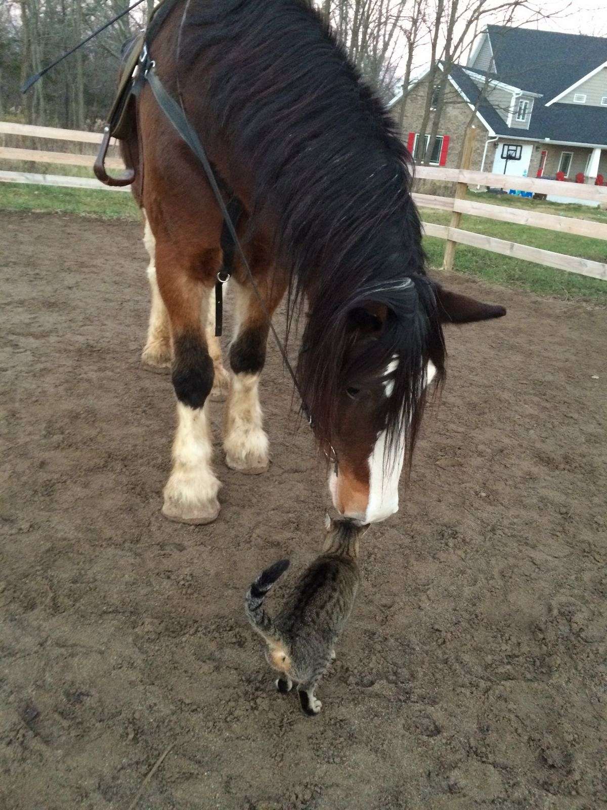 Sunset Stables on EquineNow