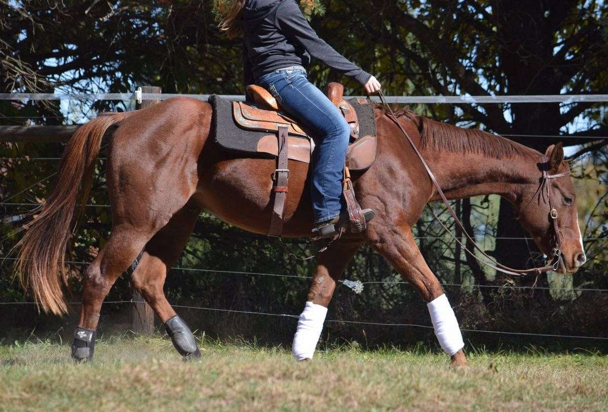 Sanderman Horsemanship on EquineNow