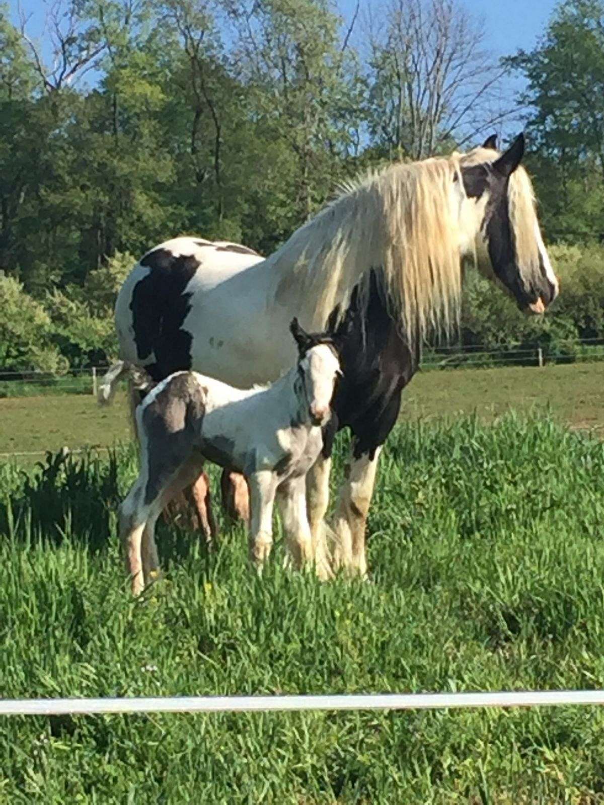 Buffalo Run Equestrian Centre on EquineNow