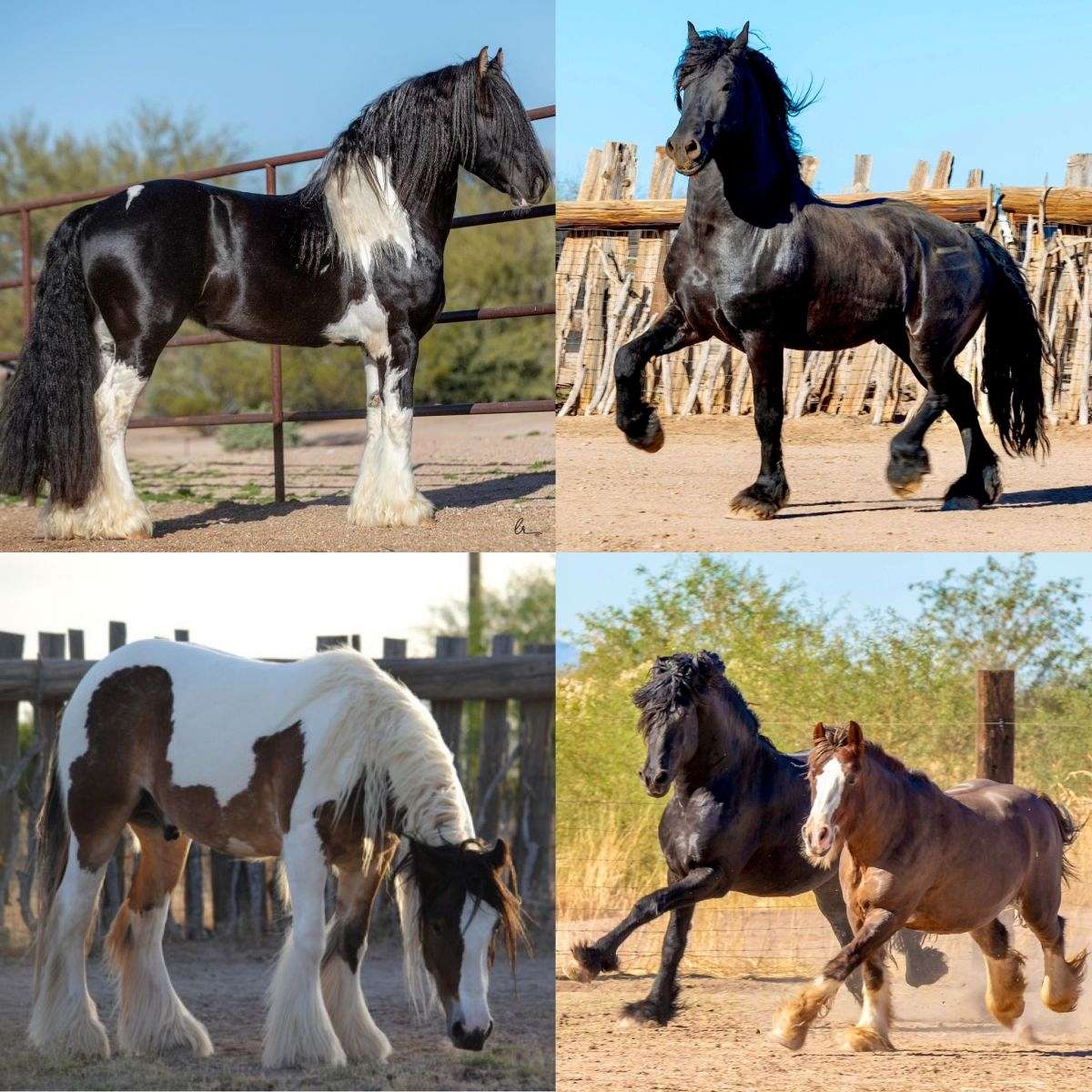 Painted Feather Farm on EquineNow