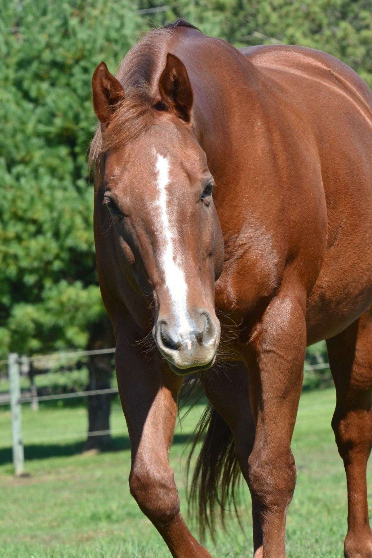 hold your horses stable on equinenow
