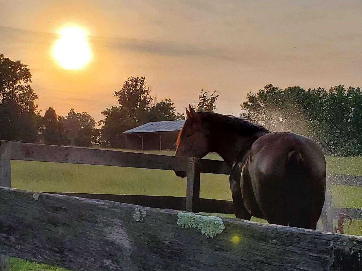 Rosemont Farm on EquineNow