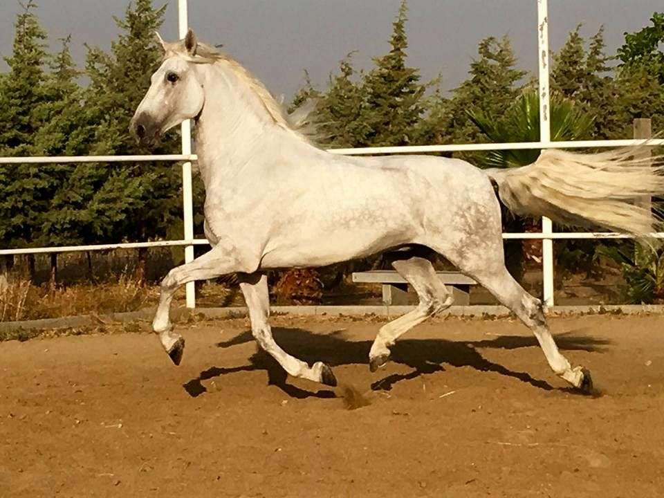 FANTASTIC PRE HORSES on EquineNow