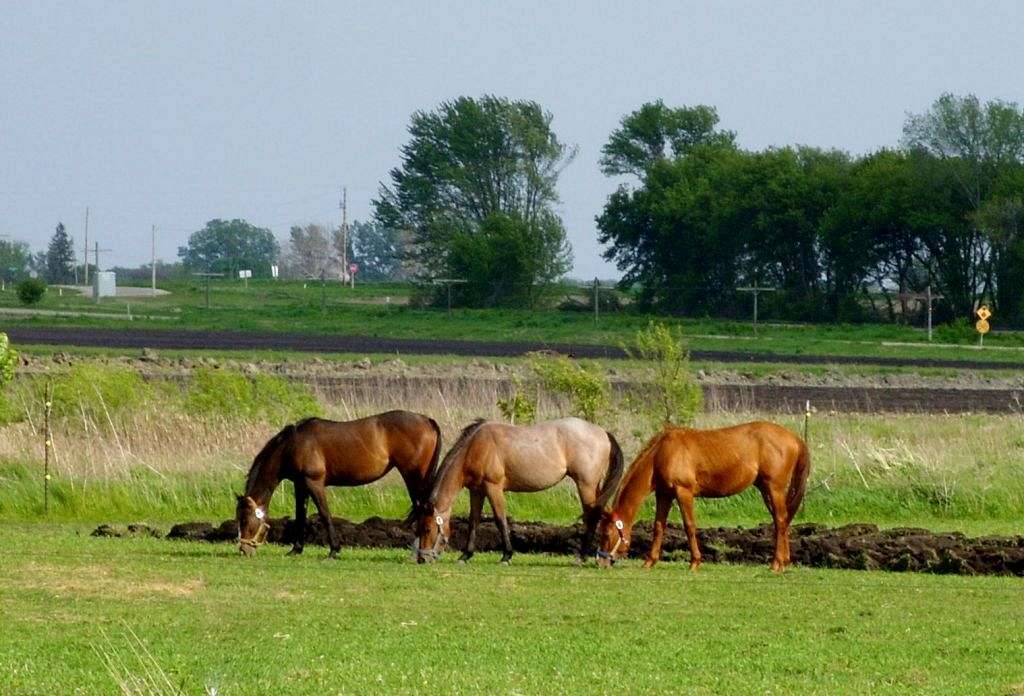 Diamond K Registered Quarter Horses on EquineNow