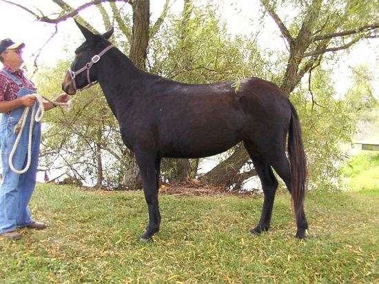 J B Paso Fino Horses Gaited Mules in Kirksville on EquineNow