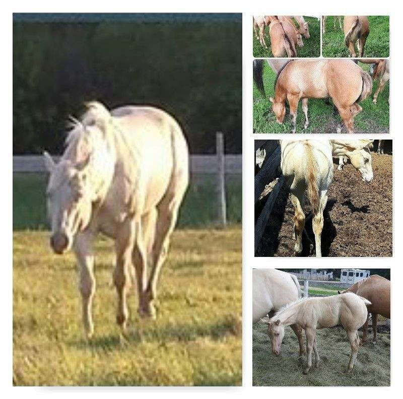 Rockin Horse Ranch on EquineNow