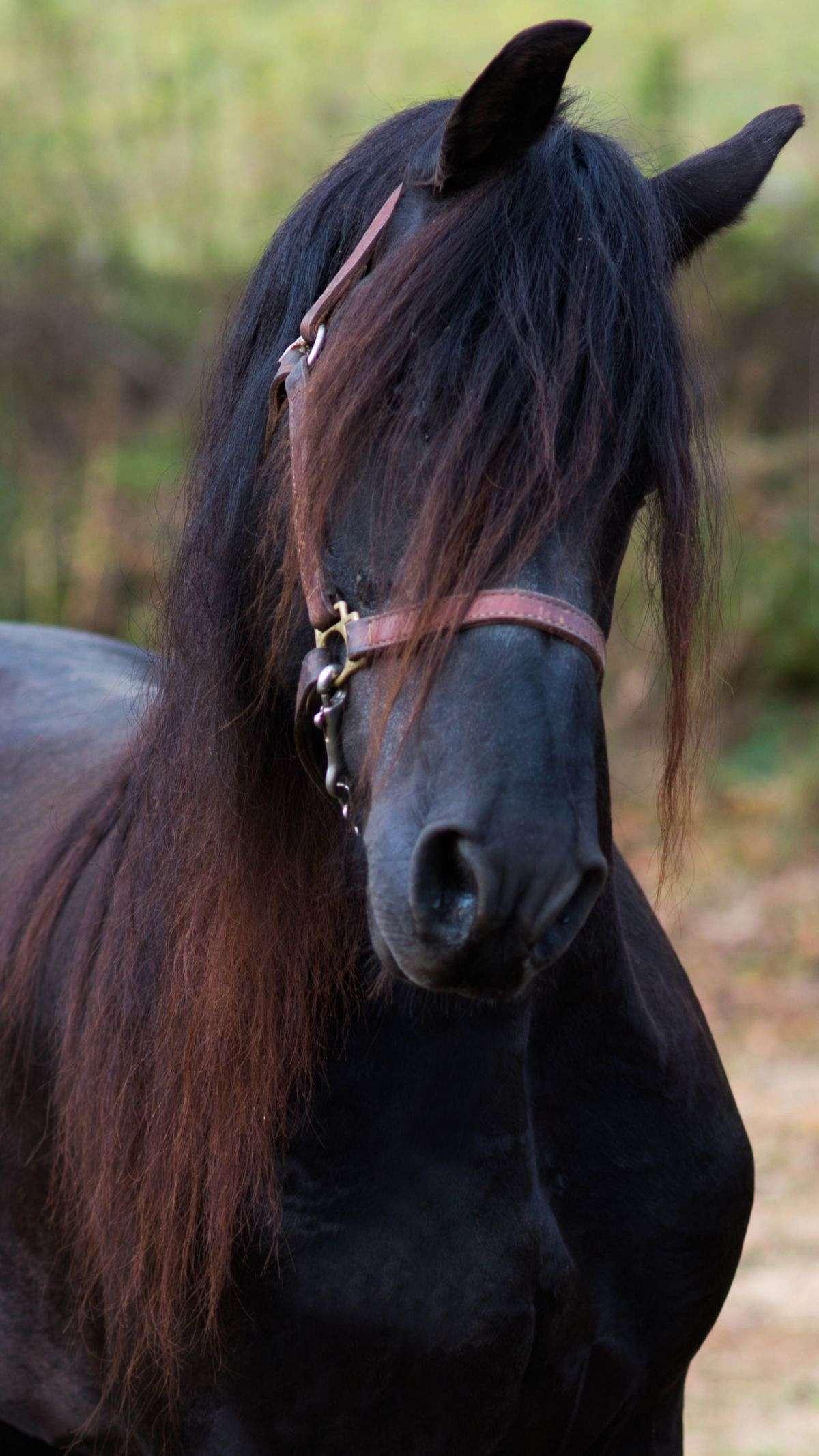 Beddingfield Farm Friesians on EquineNow