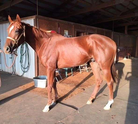 Horse and Hound Foundation on EquineNow