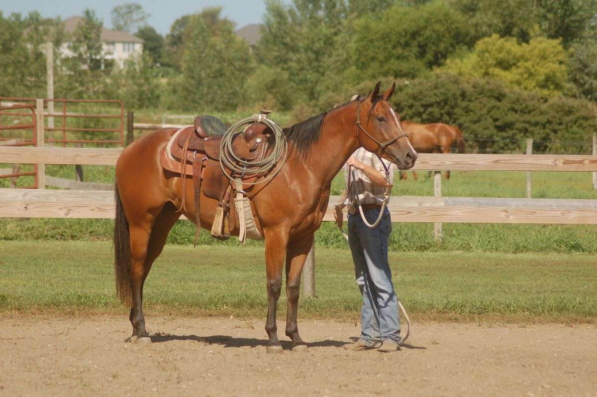 Razing The Bar Performance Horses on EquineNow