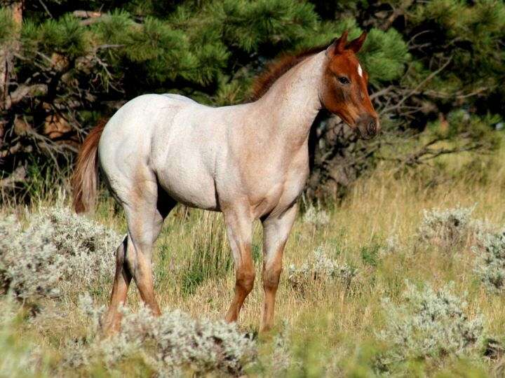 roan horse color