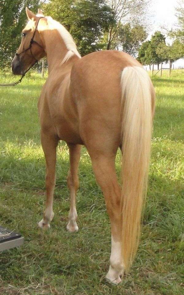 palomino golden horse walking tennessee equinenow farms equine farm