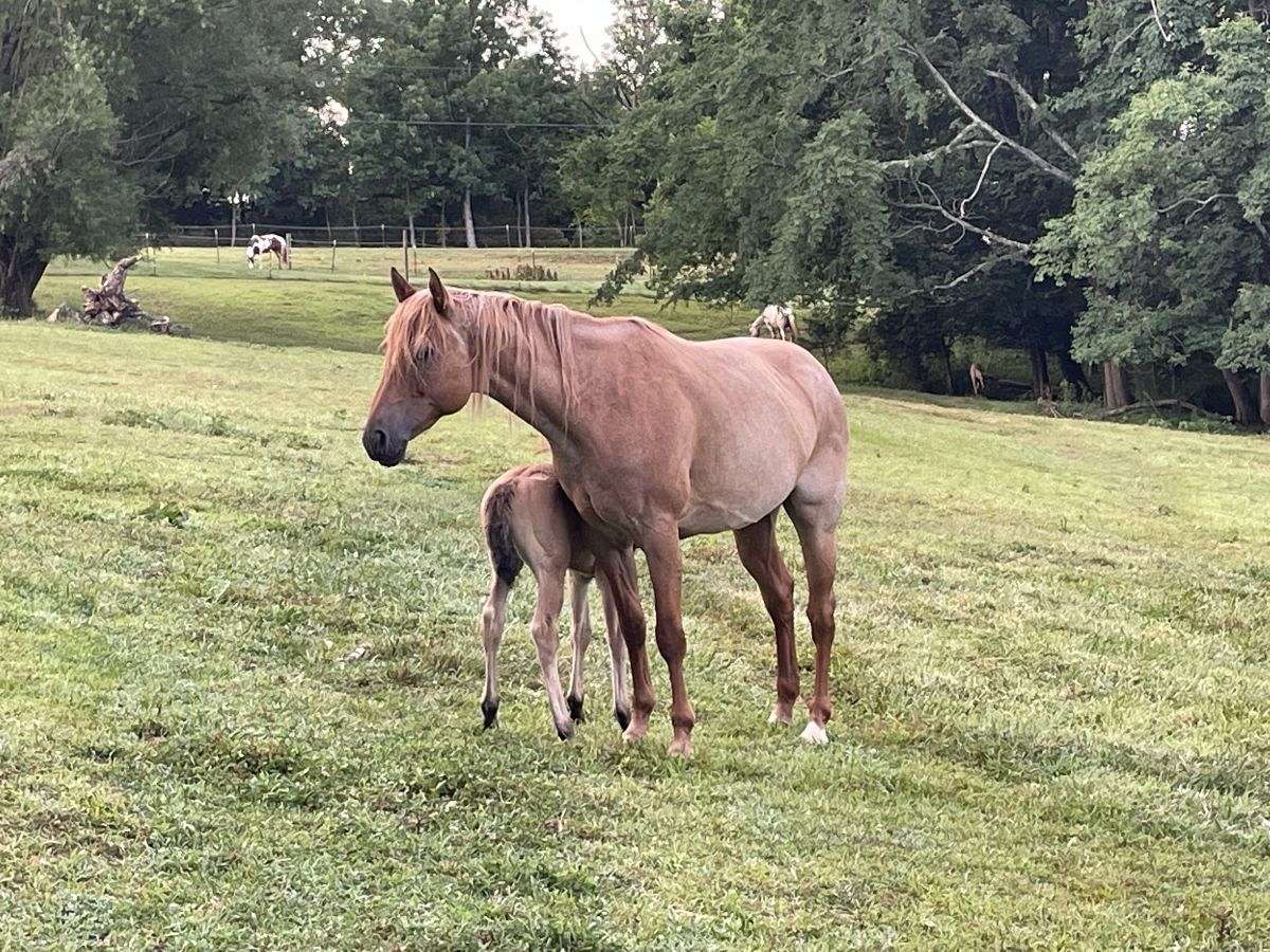 Rock Hill Stables on EquineNow