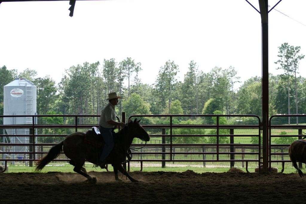 Browning Quarter Horses on EquineNow