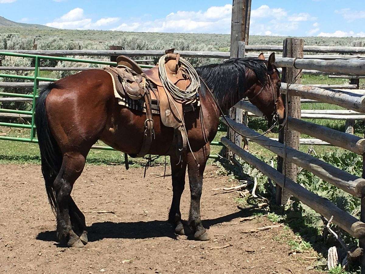 MC Ranch on EquineNow