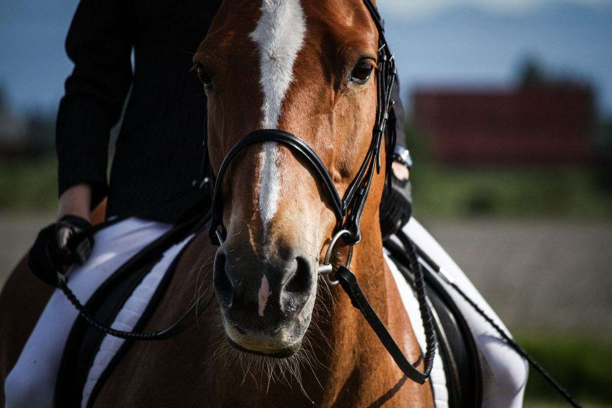 Cornwall Ridge Farm on EquineNow