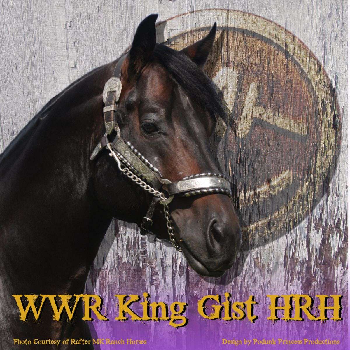 Rockin M Lazy T Quarter Horses on EquineNow