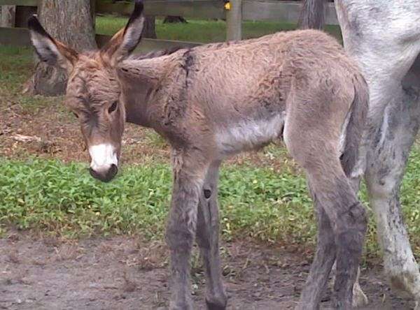 Dick And Linda Campbells Donkeys Goats On EquineNow