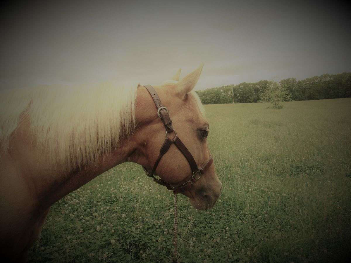Lucky Horseshoe Ranch on EquineNow