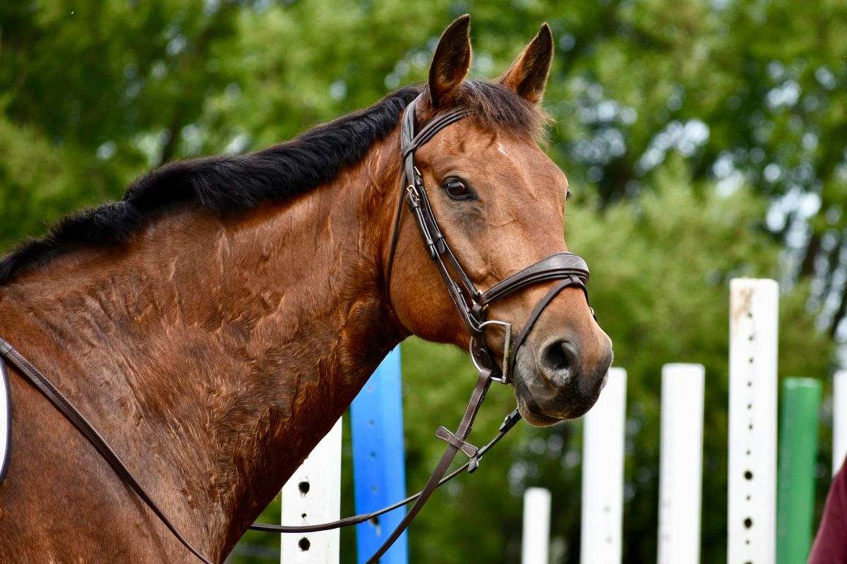 Willowbend Equestrian on EquineNow