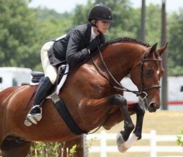 Wilson Show StablesHunter Jumpers on EquineNow