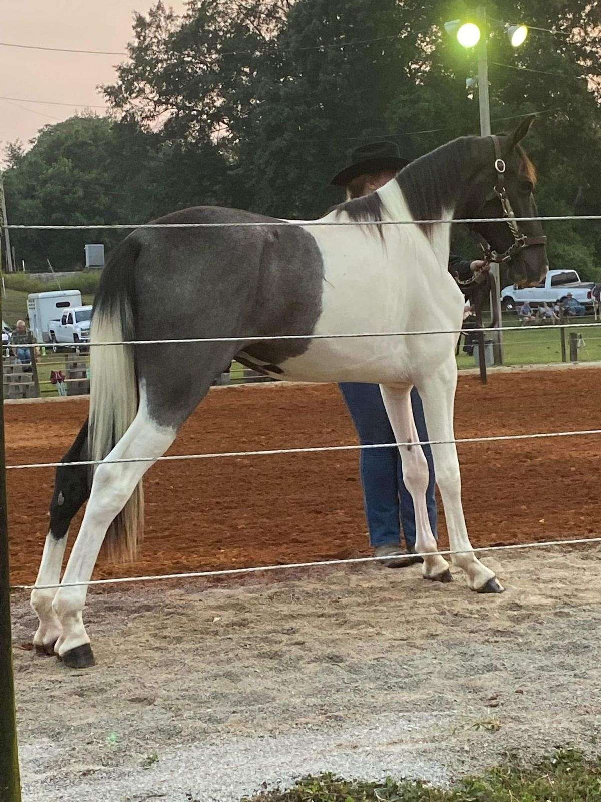 K Bar Performance Horses on EquineNow