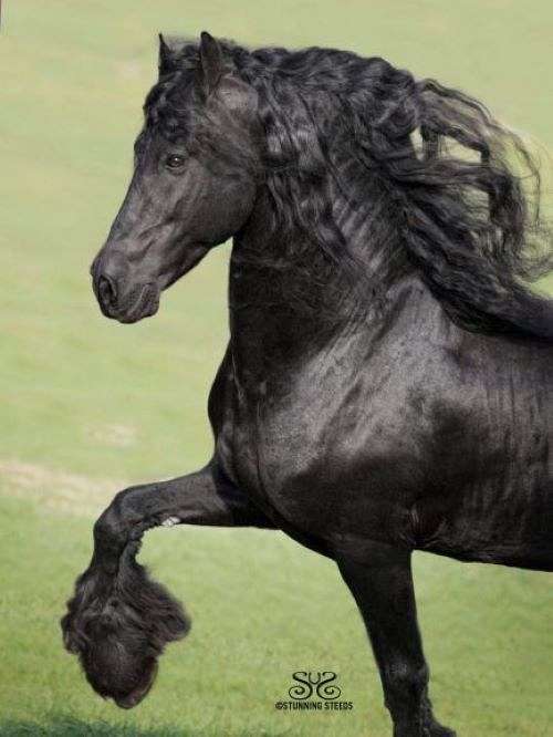 Carisbrooke Friesian Farm on EquineNow