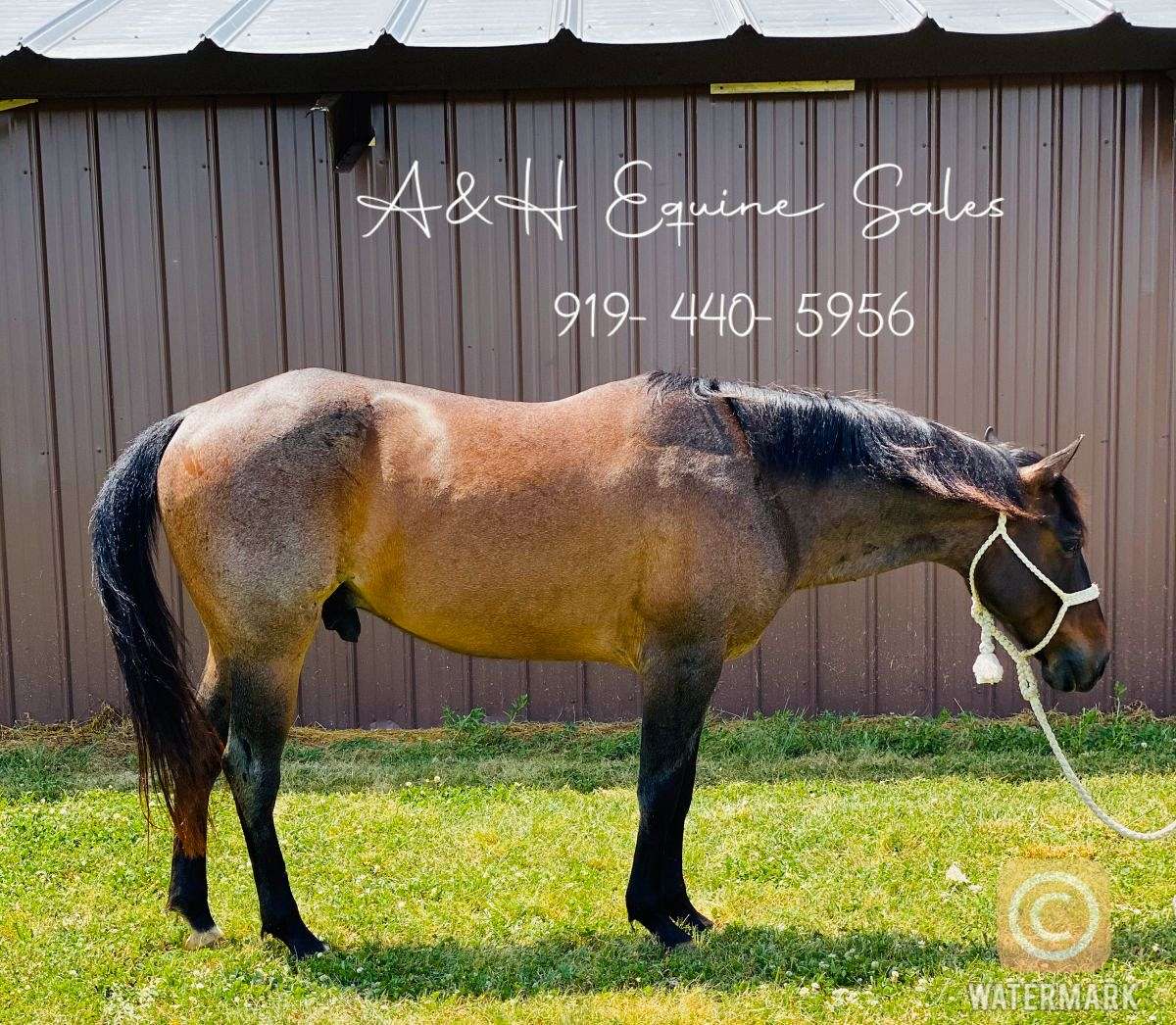 A&H Equine Sales on EquineNow