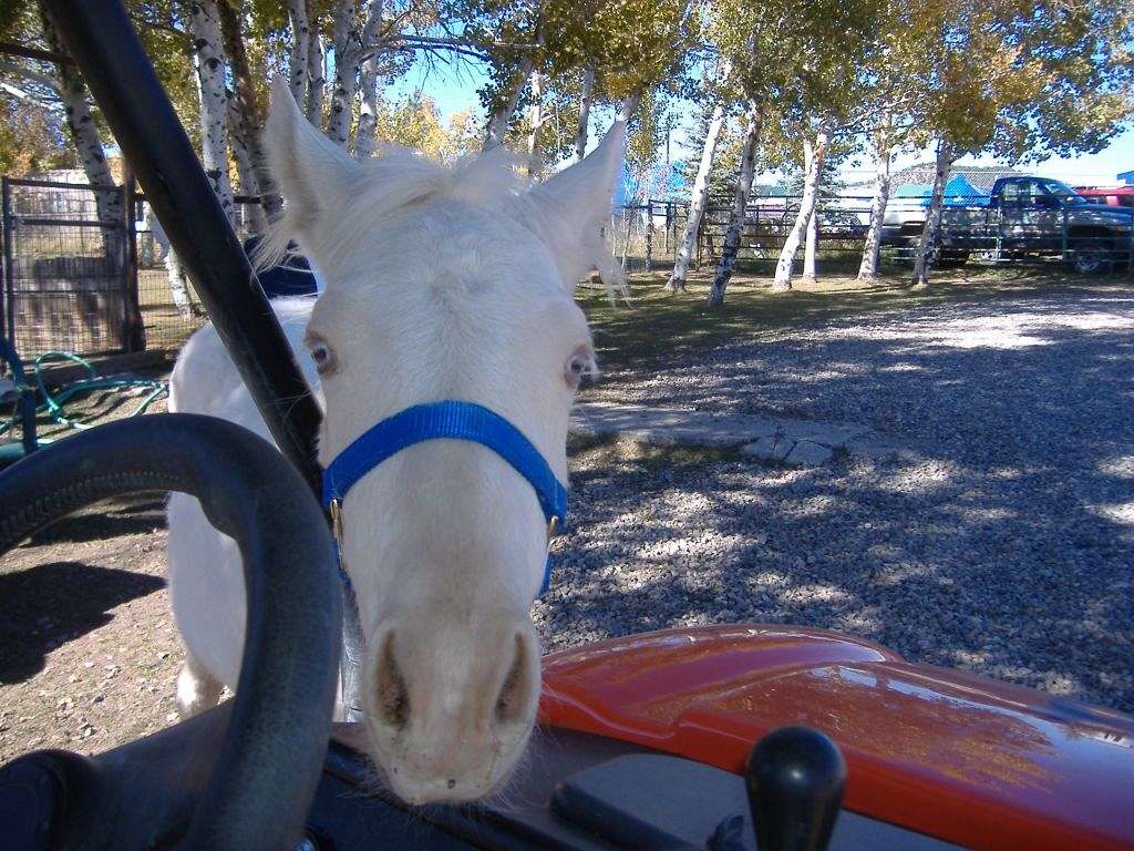 Spring Creek Horse Rescue on EquineNow