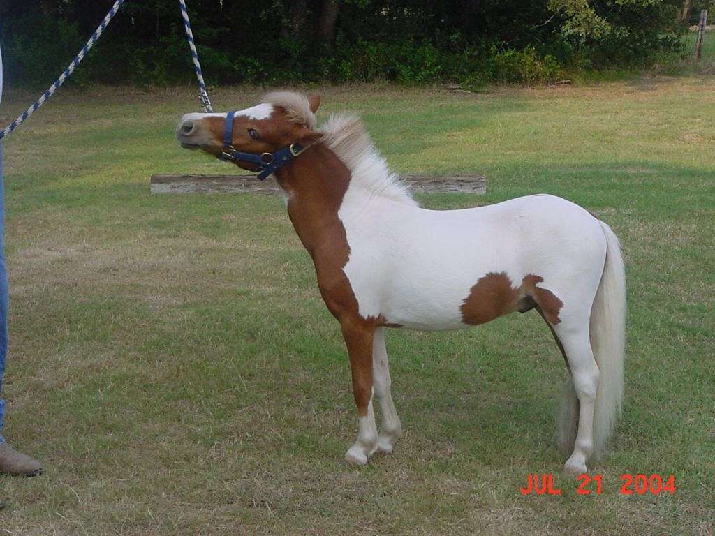 Mini horses for sale near me