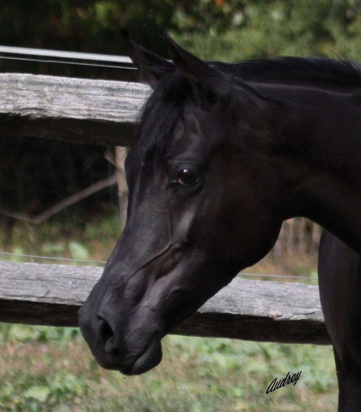 Black Arabians (Fillies, Mares, Colts, STALLIONS)