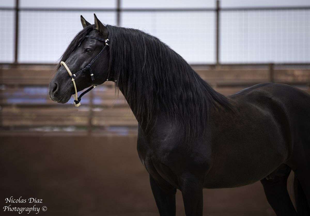 black lusitano horse