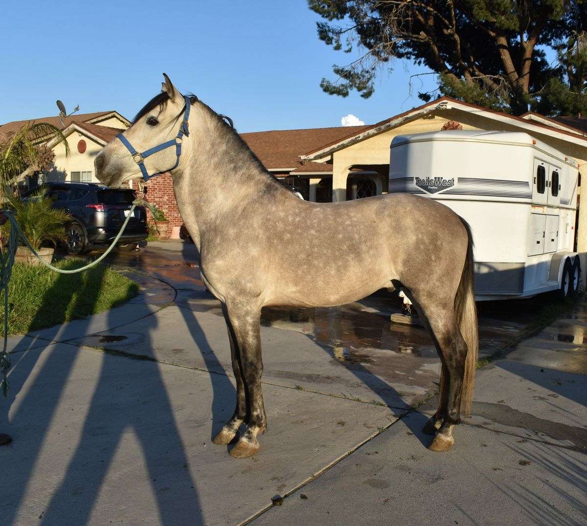 buckskin andalusian horses