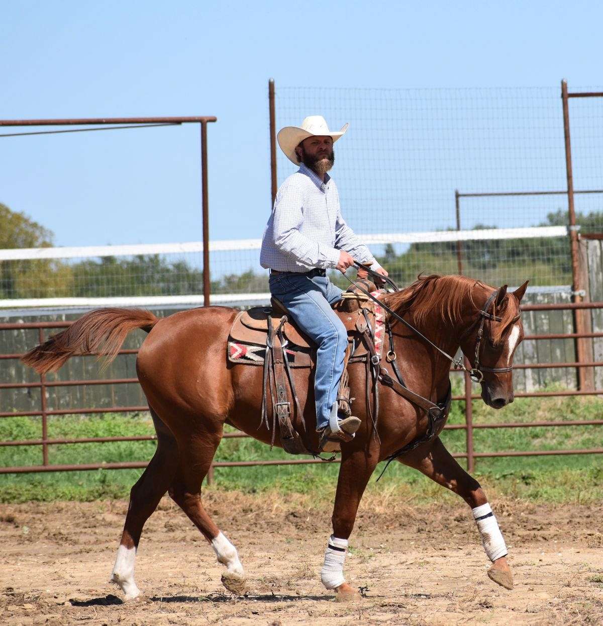 Stunning Chestnut Gelding