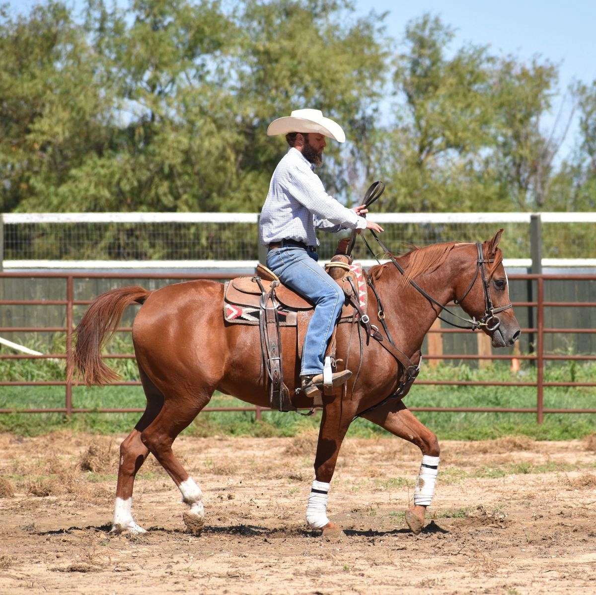 Stunning Chestnut Gelding