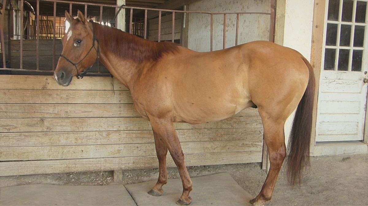 Rusty Quarter Horse Performance and Versatility Horses